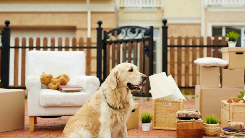 Pet Relocation Service In Bangalore