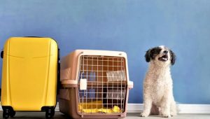 Pet Relocation Service In Bangalore