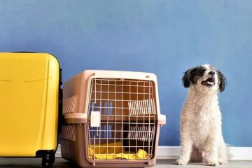 Pet Relocation Service In Bangalore
